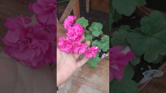 Пеларгонии Ирида ЗА Роскошь смотреть онлайн