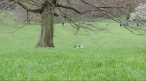 Hampstead Heath: North London's most beautiful Park
