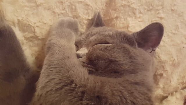 Британский котенок храпит во сне) смотреть онлайн