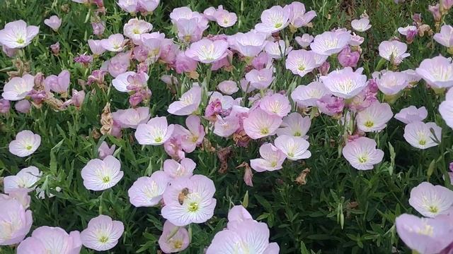 Pink Primrose, the perfect plant for a sloping flower bed смотреть онлайн