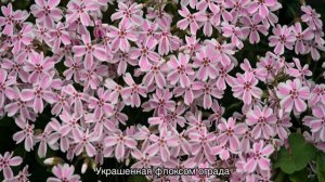 Флокс шиловидный: посадка и уход в открытом грунте