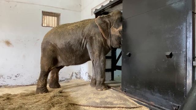 Слоны обследуют НОВЫЕ ВОЛЬЕРЫ! смотреть онлайн