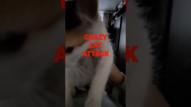 бушеный коте домогается смотреть онлайн