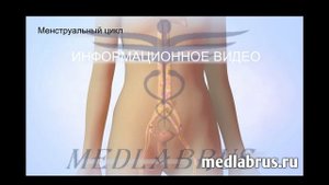 Менструальный цикл