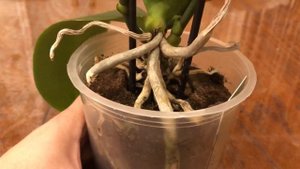 Радость и Разочарование Бронзовый Будда Прошу у Вас совета