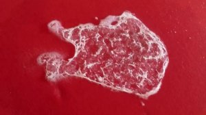 Как почистить диван. Лайфхаки для дома.