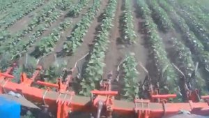 Культиватор КРН-5,6 в работе в поле