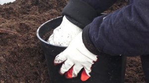 Как сохранить пионы из коробки.