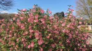 Flowering currant (Ribes sanguineum) - top of shrub - March 2019
