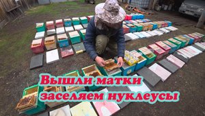 ВЫШЛА ПАРТИЯ НЕПЛОДНЫХ МАТОК, МЕТИМ И ЗАСЕЛЯЕМ В НУКЛЕУСЫ ДЛЯ ОБЛЁТА МАТОК.