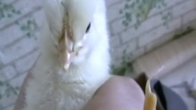 Цыплята смотреть онлайн