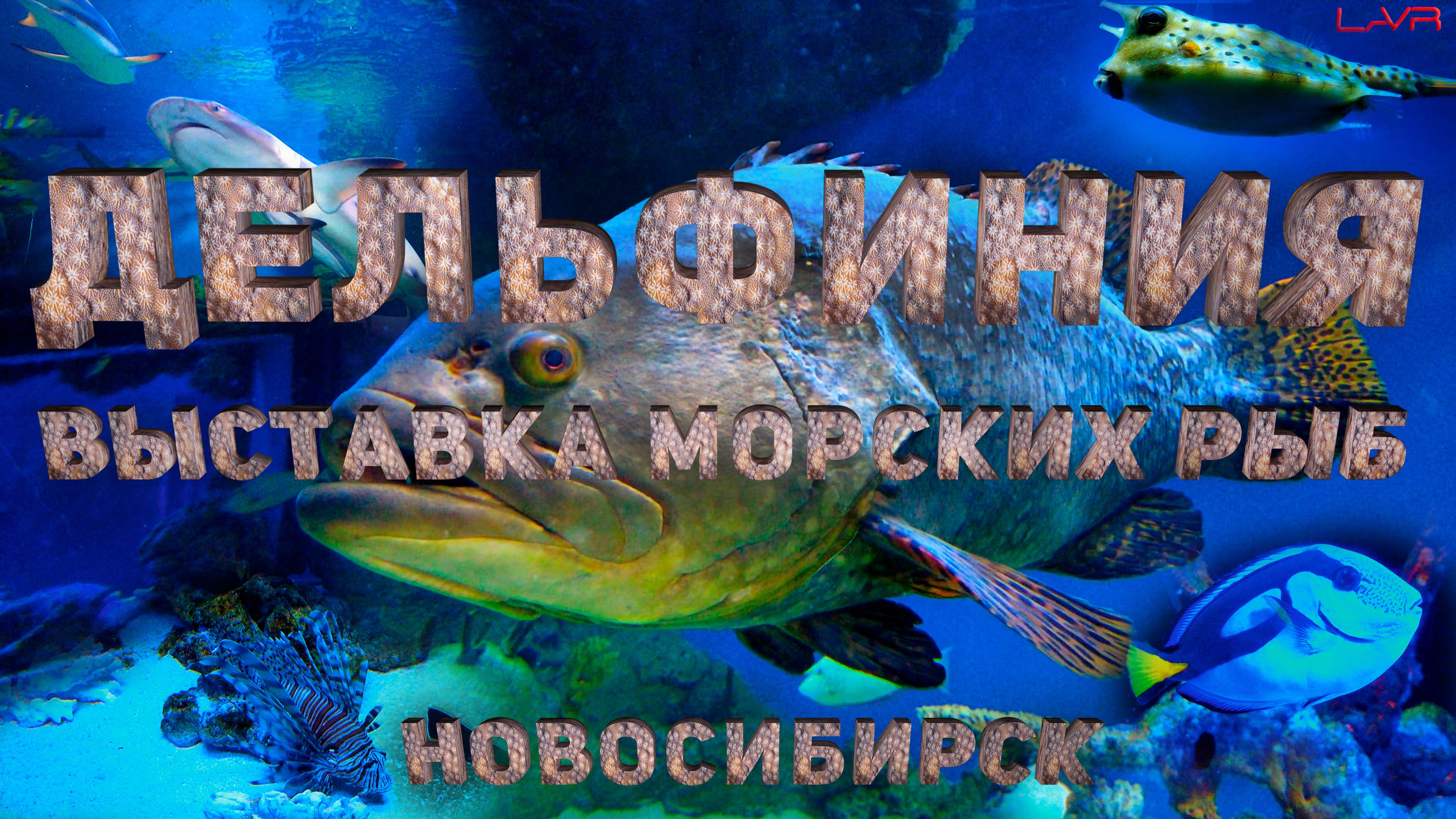 ДЕЛЬФИНИЯ ВЫСТАВКА МОРСКИХ РЫБ | ДЕЛЬФИНАРИЙ | #дельфиния #новосибирск
