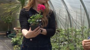 Thrillers, fillers and spillers: What you need to know about hanging baskets