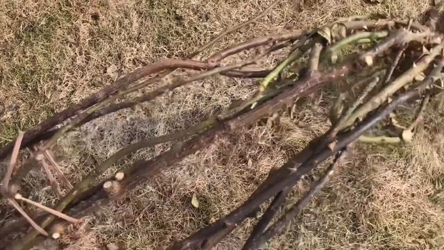 Когда нужно открывать розы после зимы❓ Подробно в видео ❗️ Как выглядят розы при разном укрытии ￼￼⁉ смотреть онлайн