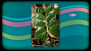 Бегония многолистная (Begonia foliosa)