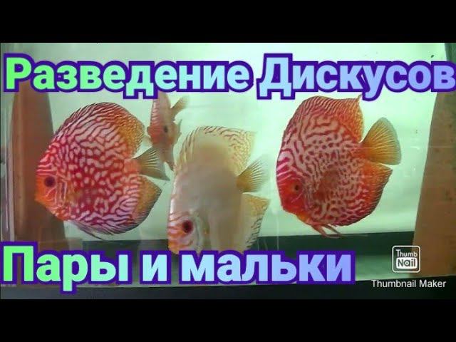 Про разведение Дискусов и тернеций глофиш #разводня #аквариум #discus #aquarium