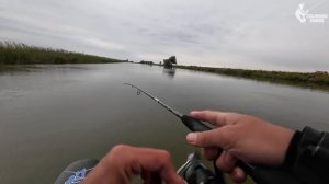 ЭТА ПРИМАНКА ЛОВИТ ЛЮБУЮ РЫБУ! Поездка на Нижнюю Волгу под Астрахань 2023