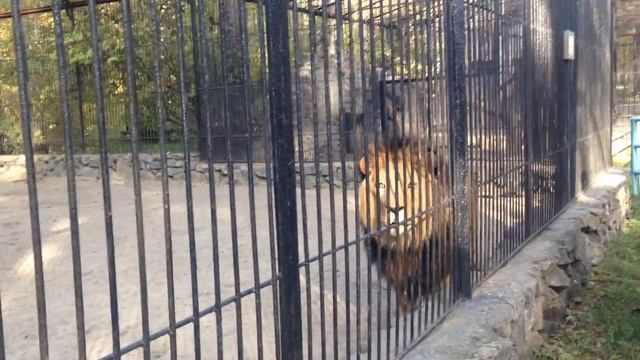 Новосибирский зоопарк. Лев. Очень близко. смотреть онлайн
