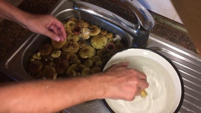 Грибы 