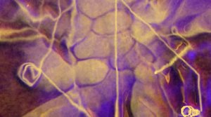 Tastexperience - Highlander (Ralphie B Massive Mix)