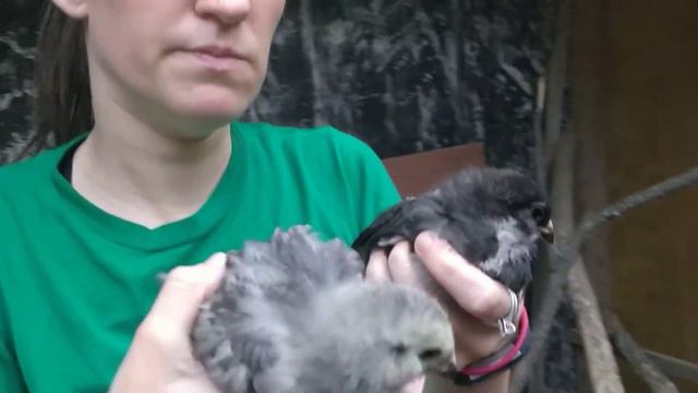 Blue Ameraucana: 5-Week-Old Chicks смотреть онлайн