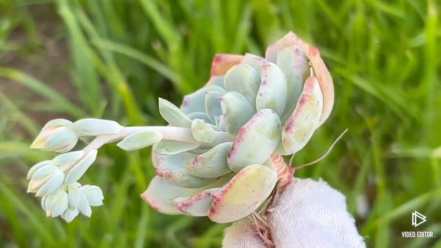Echeveria ‘Shamong’ смотреть онлайн