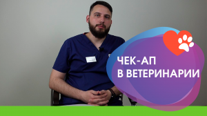 Кардиологический чек-ап в ветеринарии