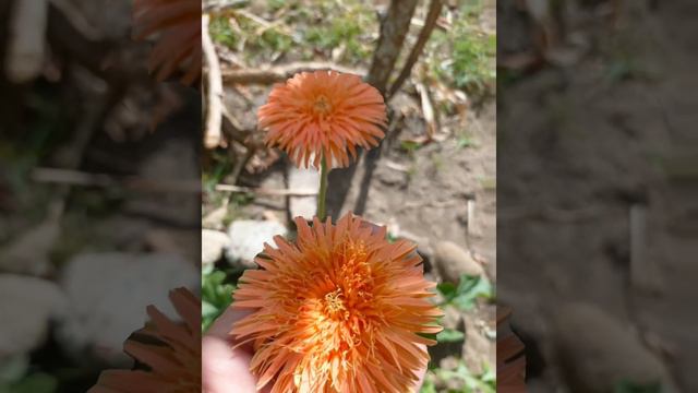 Gerbera Daisy || Flowers #shortvideo #fypシ