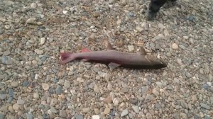 Ловля таймень на р.Мая Хаб.край