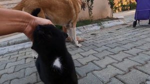 Friendship of cat and dog will warm your heart