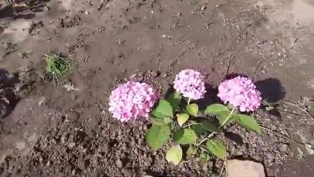 Рацион питания сухопутной черепахи.