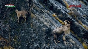 Бузхои "МАРХУР"-и Точикистон | Винторогий козёл