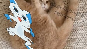 ?10 необычных мяуканей кота за 40 секунд.  Как кошки могут мяукать?!