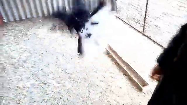 Николаевские голуби. Крымаки смотреть онлайн