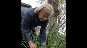 How to Care for Daffodil Leaves After Flowers Fade