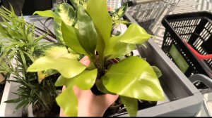 Обзор растений в сети Пятёрочка