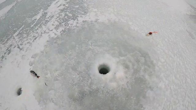 Отчёт по окуню прошёл отлично. Рыбалка в Карелии 2023. Отличные окуни 2023.??? смотреть онлайн