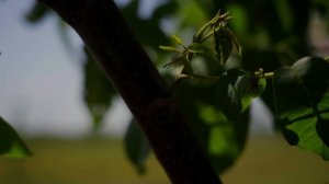 Посадка и выращивание орехового сада. Сорта, формирование кроны и ореховая мафия (RUS SUB)