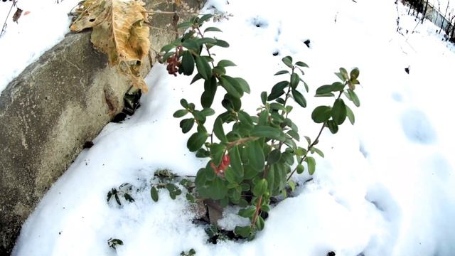 Брусника зимой. Как зимует брусника Руно и Линнея. Выращивание брусники на участке смотреть онлайн