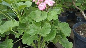 МЫ ПРИВЕЗЛИ ОГРОМНУЮ ГОРТЕНЗИЮ И НОВУЮ ПЕЛАРГОНИЮ РОЗОВЫЙ ФЛАМИНГО