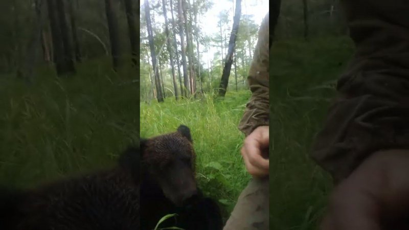 Переговоры с медвежонком.