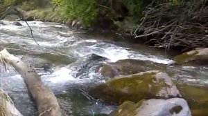 охота на горную форель