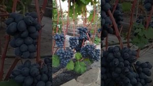 Виноград Руслан на 28.08.2018 г.