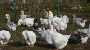 Холмогорские гуси Васильева Александра