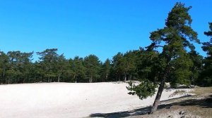 Парк "Белые пески" в г. Сосновый Бор. Ленинградской обл.