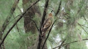 Birding in Singapore- Jerdon's Baza feasting on big lizards at Coney Island.