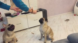 Мопс и Французский бульдог)))
