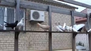 Бойные голуби Салиха Яхъяева в Махачкале