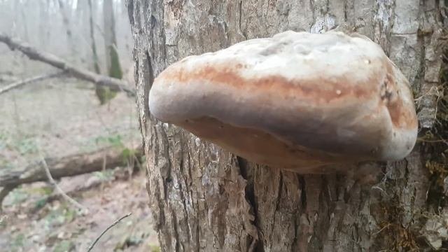 Трутовик настоящий Fomes Fomentarius Видео определитель Первичная обработка при сборе