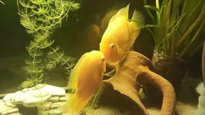 Цихлазома Северум (Heros efasciatus) Нерест, Fish love или Северумы поцелуи, рыбки целуются! Любовь